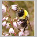 Bombus lucorum - Hellgelbe Erdhummel Drohne 02.jpg